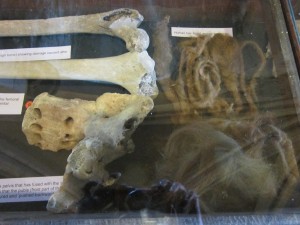 Display case in the Charnel House, St Leonard's Church, Hythe.