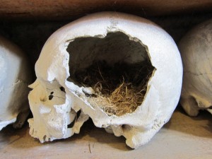 Broken skull containing bird's nest, Charnel House, St Leonard's Church, Hythe.