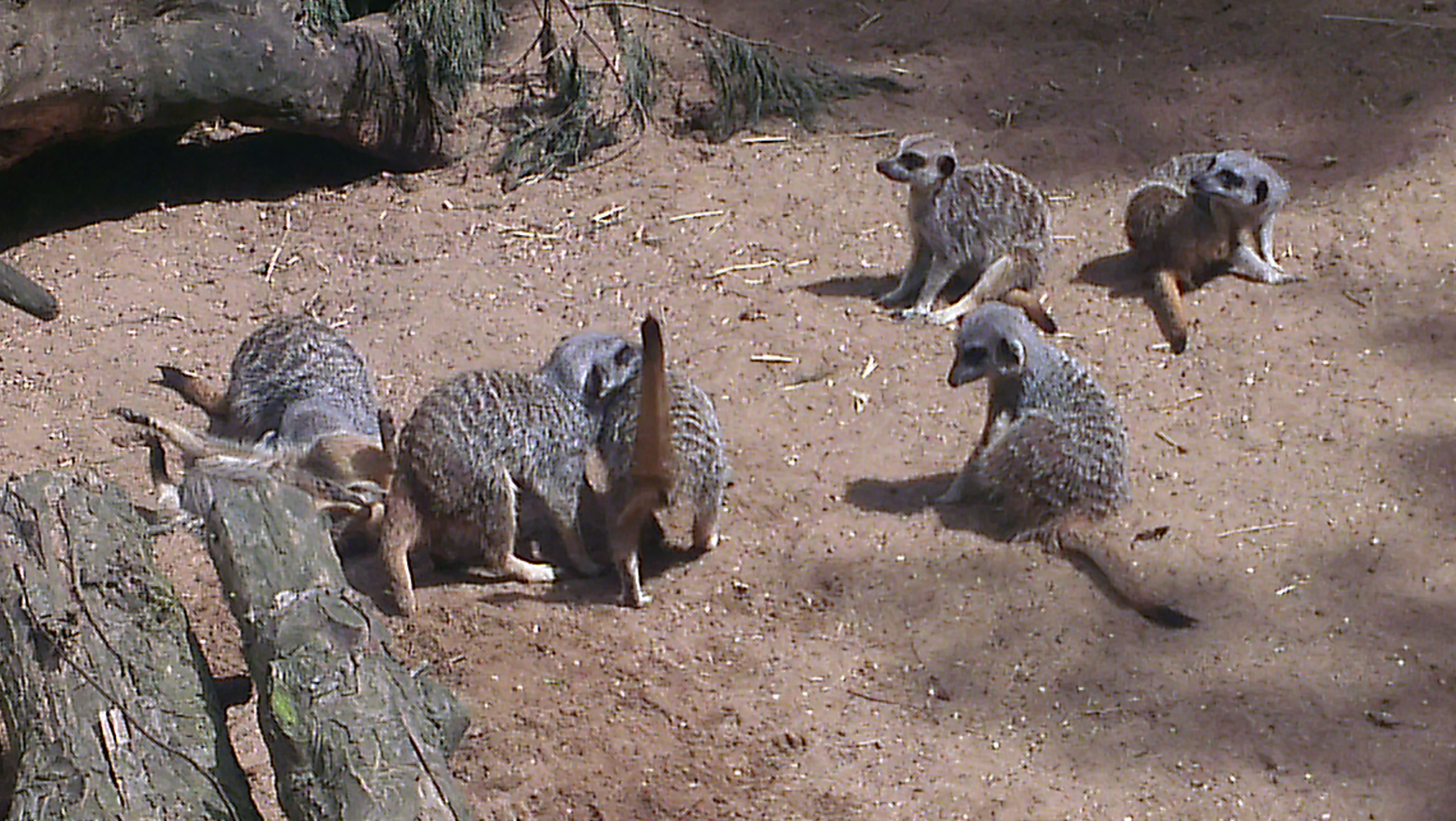 Meerkats at Banham Zoo