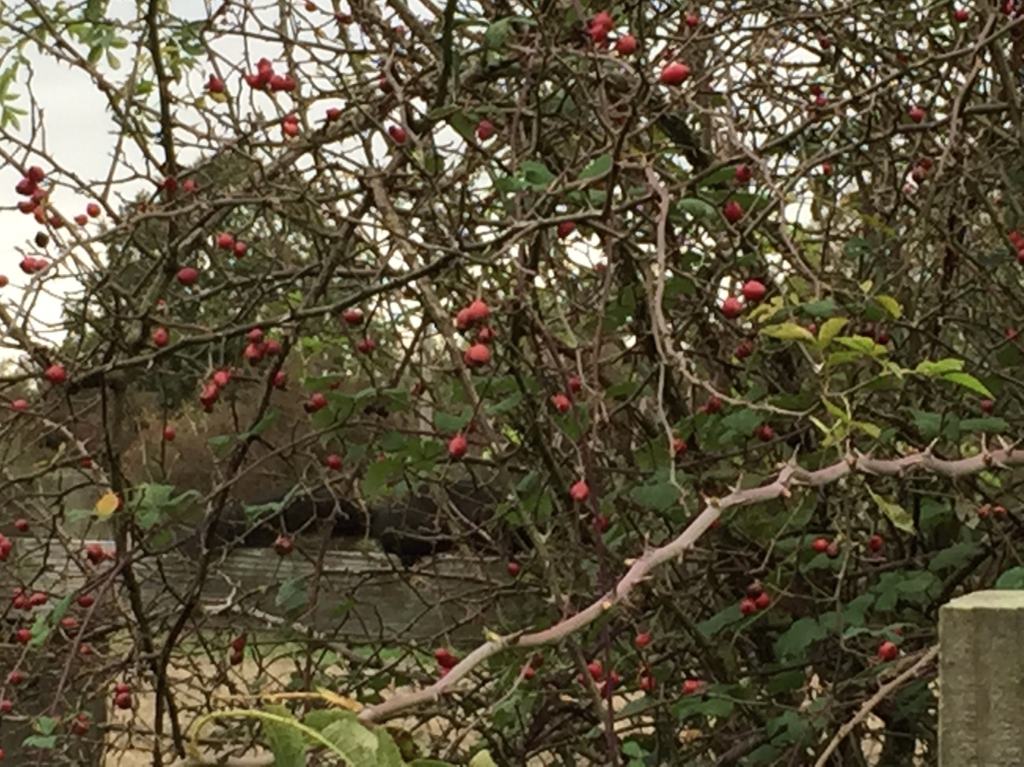 The Black Squirrels of Girton