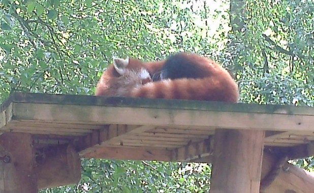 Red Panda at Banham Zoo